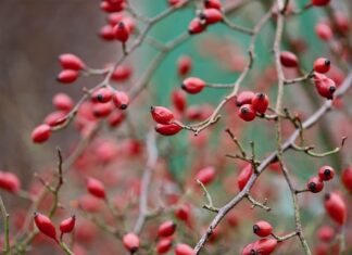 Jakie kruszywo na drogę?