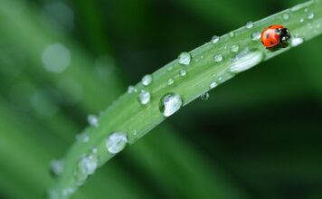 Czy pościel z satyny jest dobra?