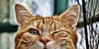 Jak zabezpieczyć brzegi oczka wodnego?