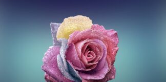 Czym się różni Libella pudełkowa od libelli rurkowej?