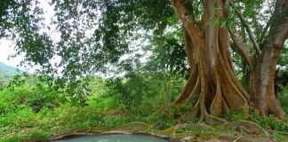 Czy można wywozić szambo na swoje pole?